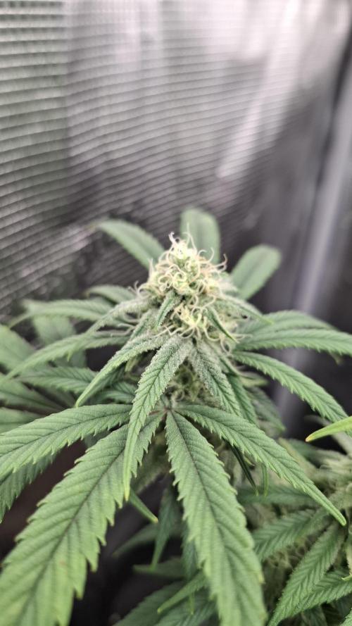 Coco Jambo. Week 11