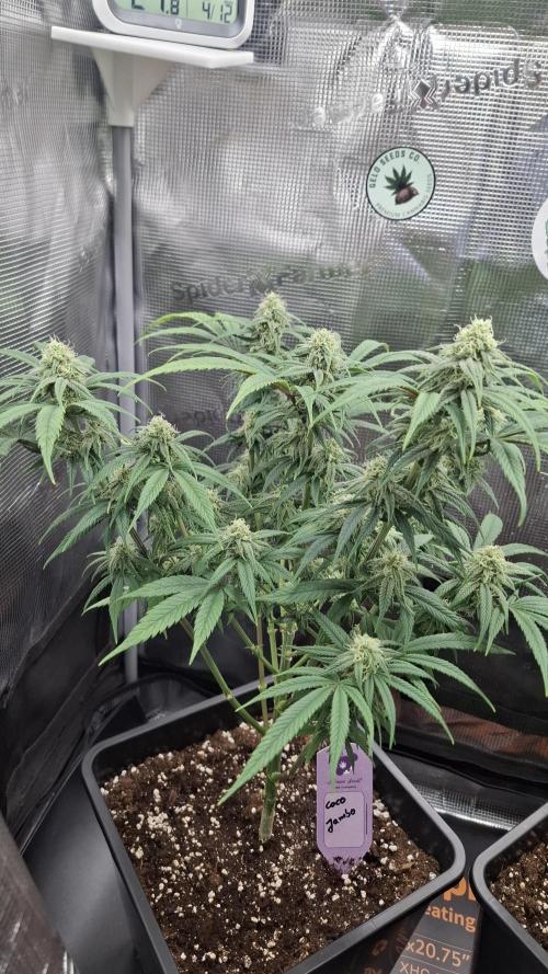Coco Jambo. Week 11