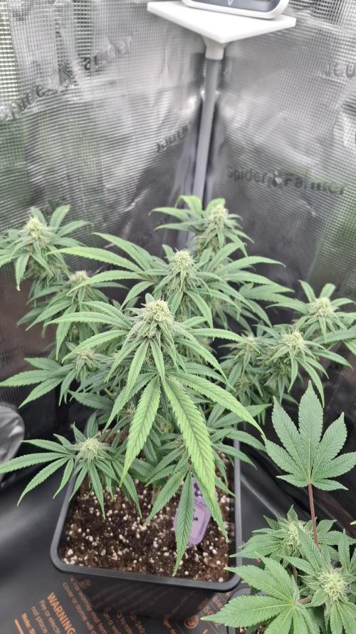 Coco Jambo. Week 11
