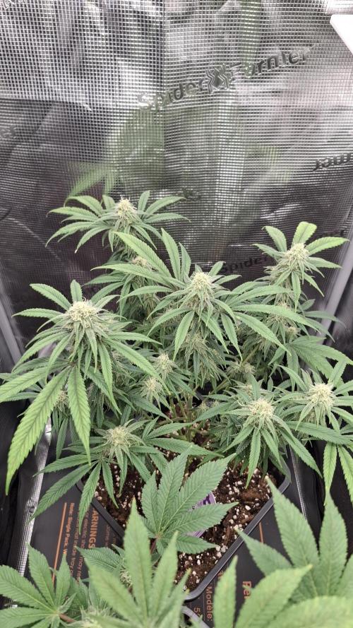 Coco Jambo. Week 11