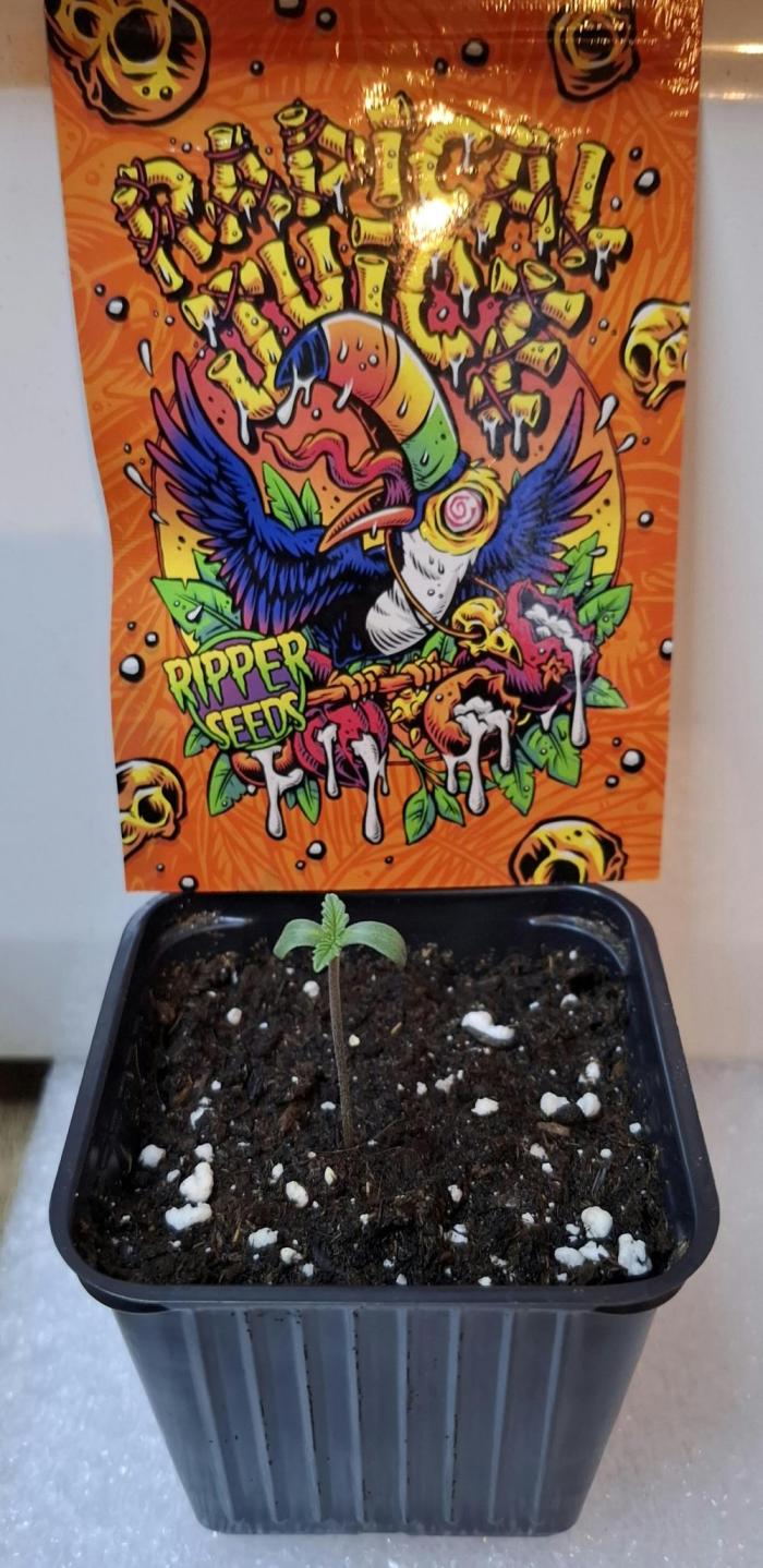 Radical Juice. Week 1