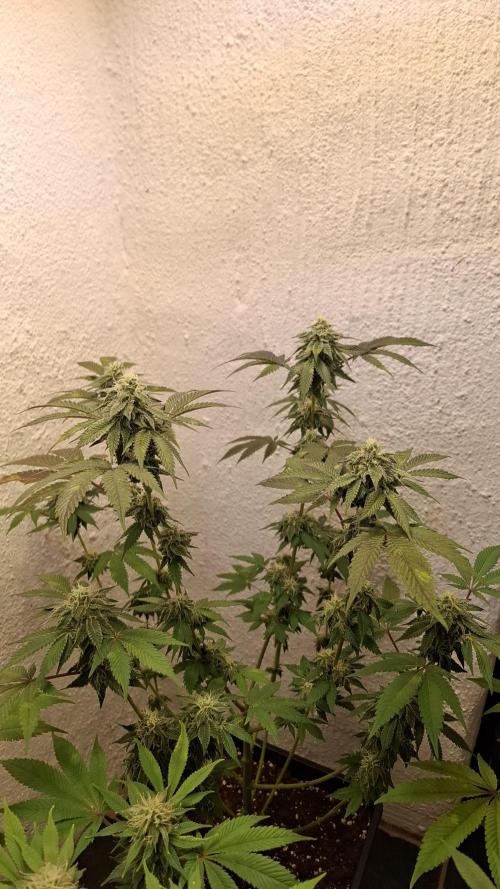 White Noise. Week 12