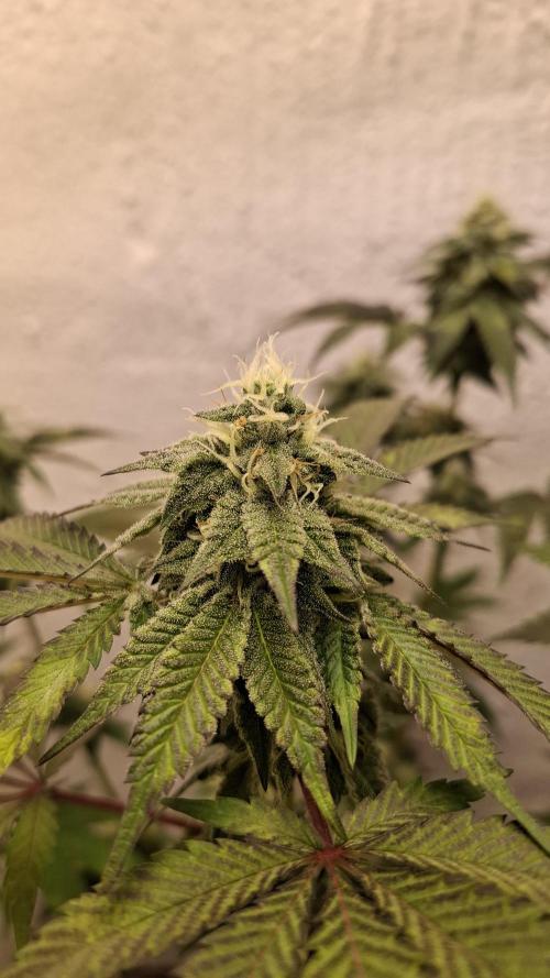 White Noise. Week 12