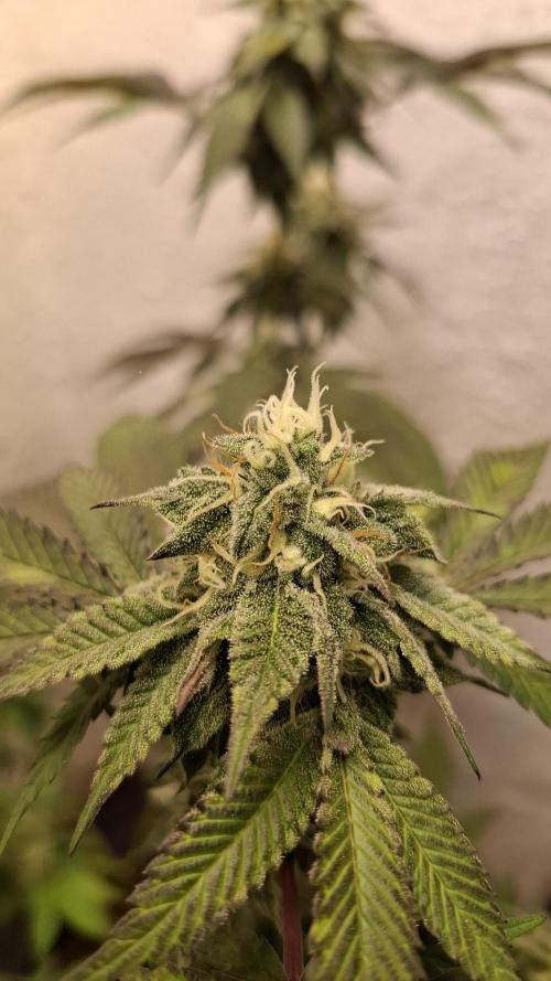 White Noise. Week 12