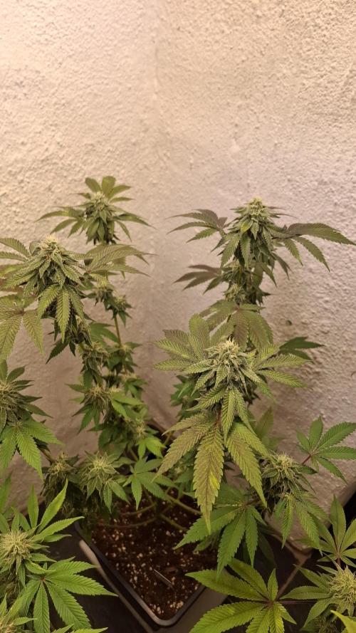 White Noise. Week 12