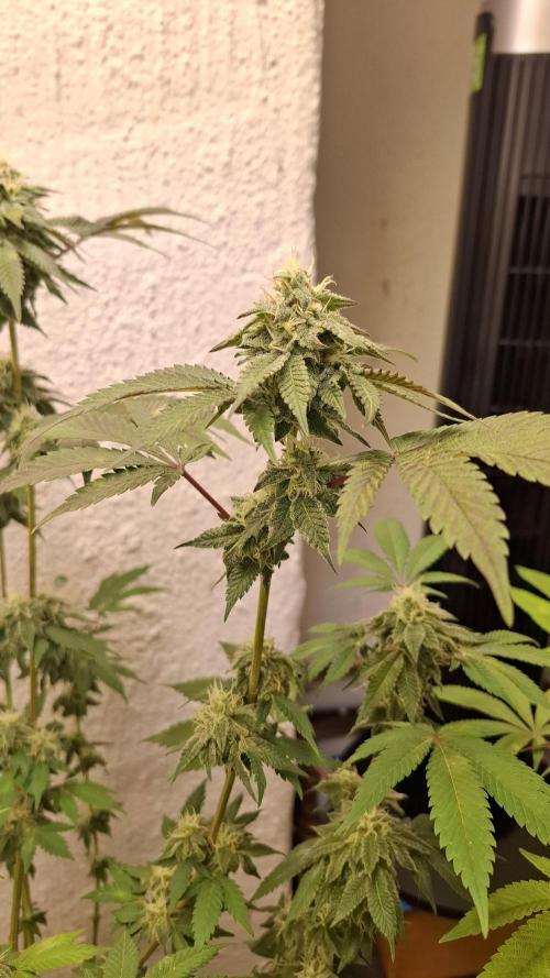 White Noise. Week 12