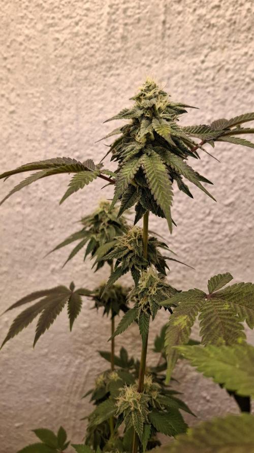 White Noise. Week 12