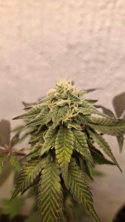 White Noise. Week 12