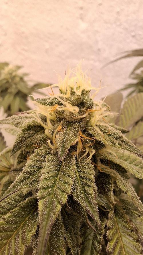 White Noise. Week 12