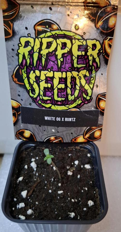 White OG x Runtz. Week 1