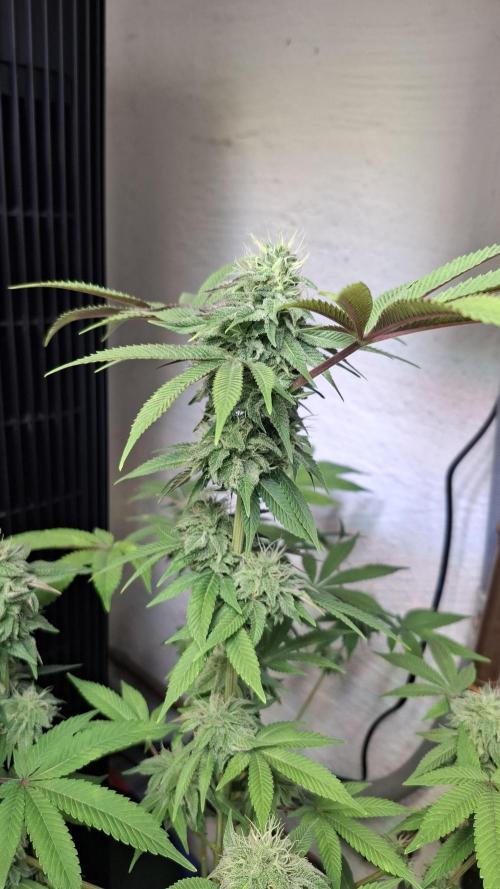 Glowberry Rush. Week 12