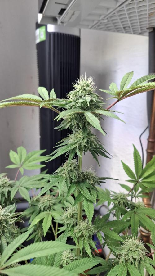 Glowberry Rush. Week 12