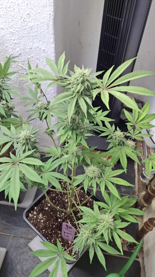 Glowberry Rush. Week 12