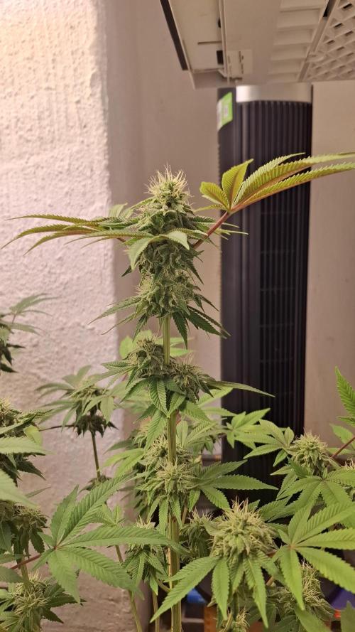 Glowberry Rush. Week 12