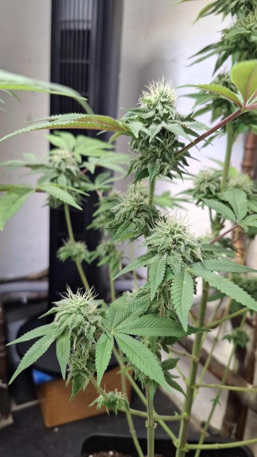 Glowberry Rush. Week 12