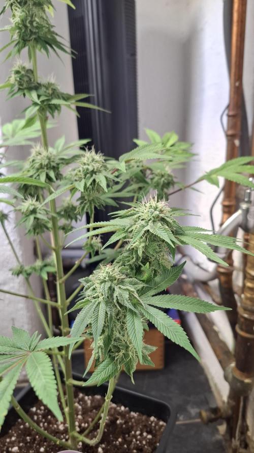 Glowberry Rush. Week 12