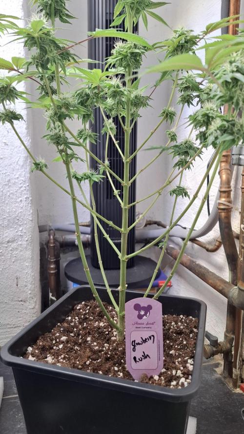 Glowberry Rush. Week 12