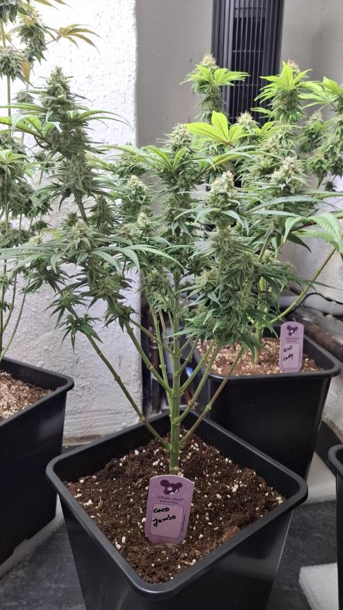 Coco Jambo. Week 12