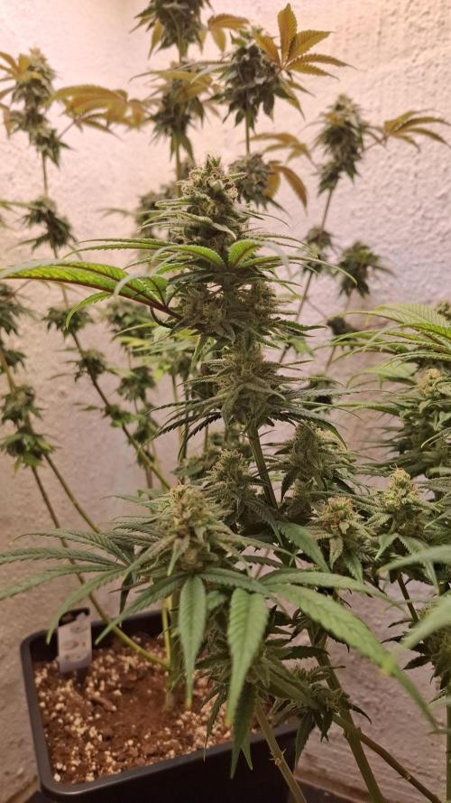 Coco Jambo. Week 12