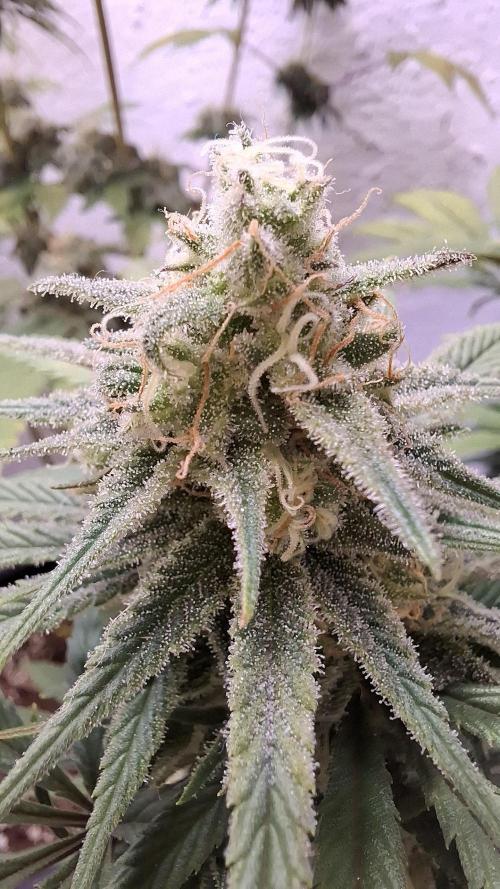 Coco Jambo. Week 12
