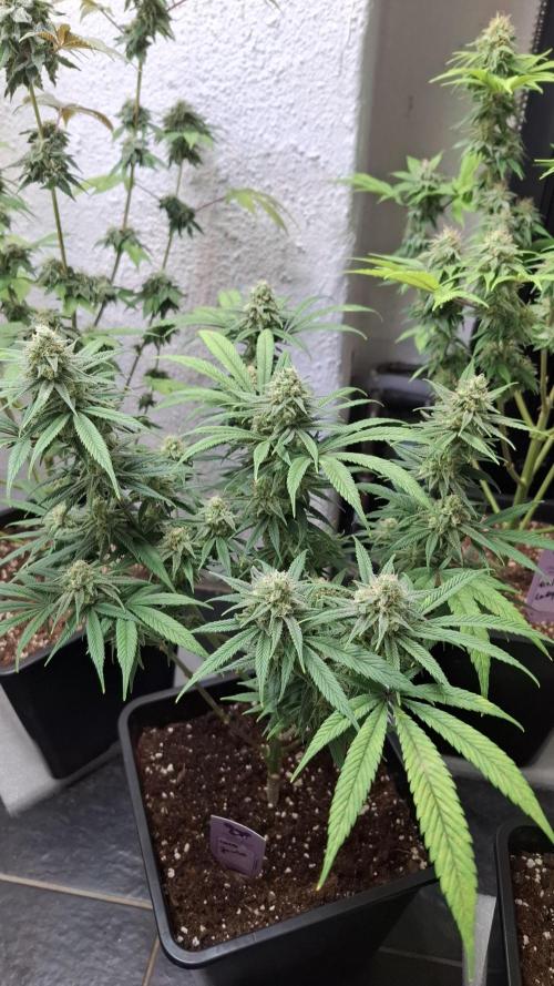 Coco Jambo. Week 12