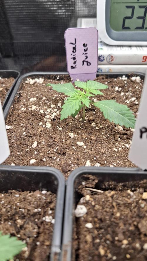 Radical Juice. Week 2