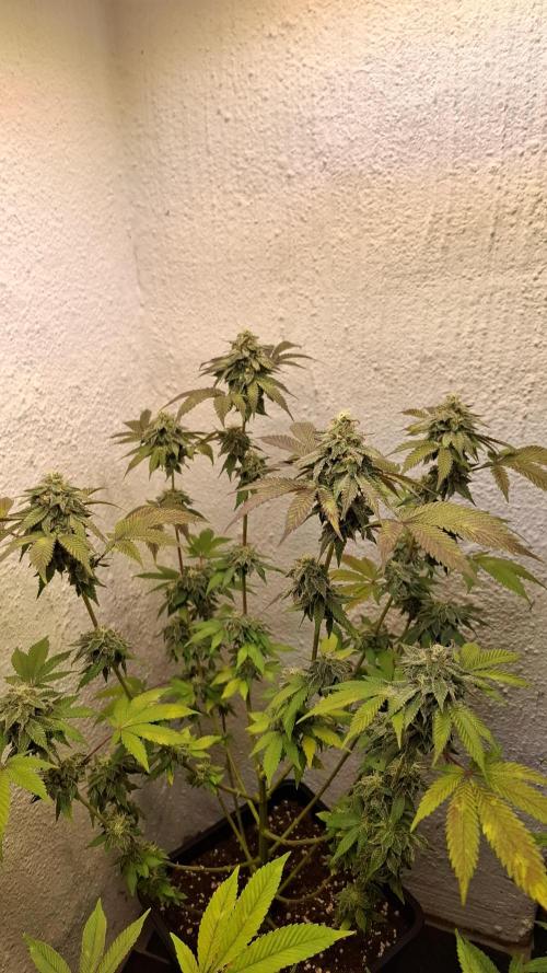 White Noise. Week 13