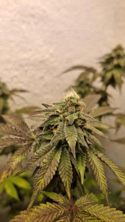 White Noise. Week 13