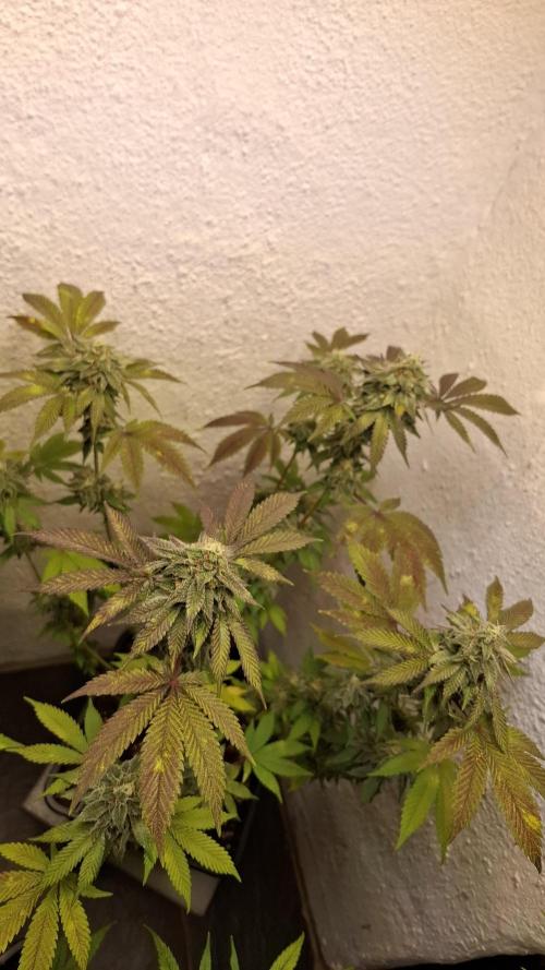 White Noise. Week 13