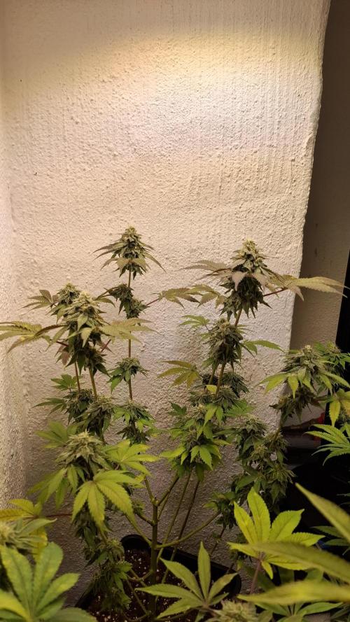 White Noise. Week 13