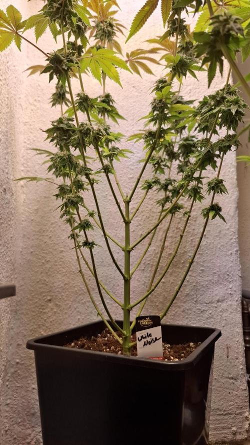 White Noise. Week 13