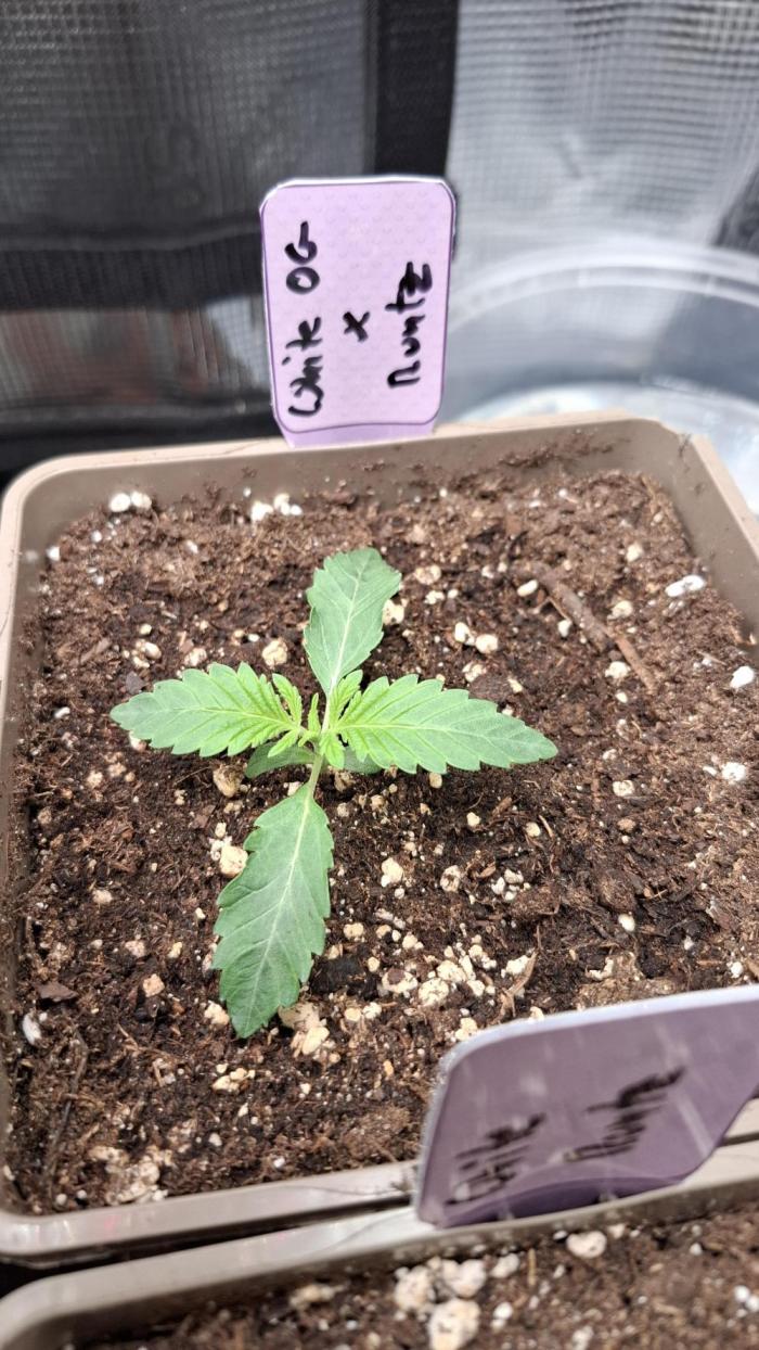 White OG x Runtz. Week 2