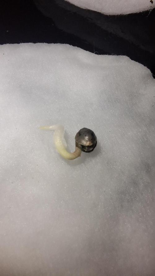 Bubblegum Gelato. Week 0