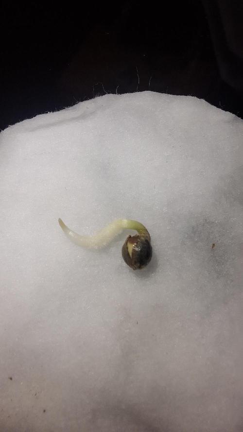 Apollo Black Cherry. Week 0