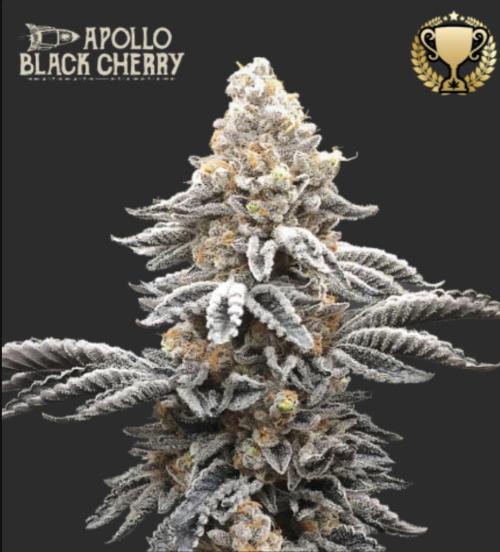 Apollo Black Cherry. Week 0