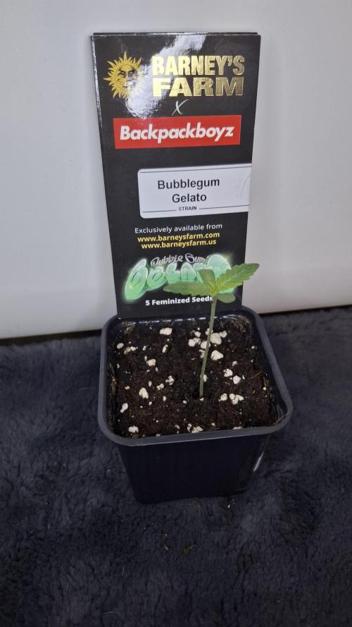 Bubblegum Gelato. Week 1