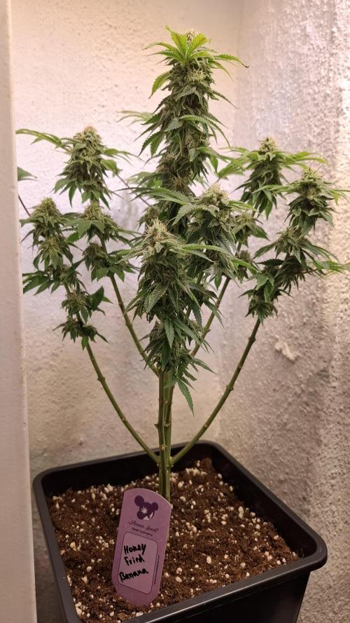 Honey Fried Bananas. Week 12