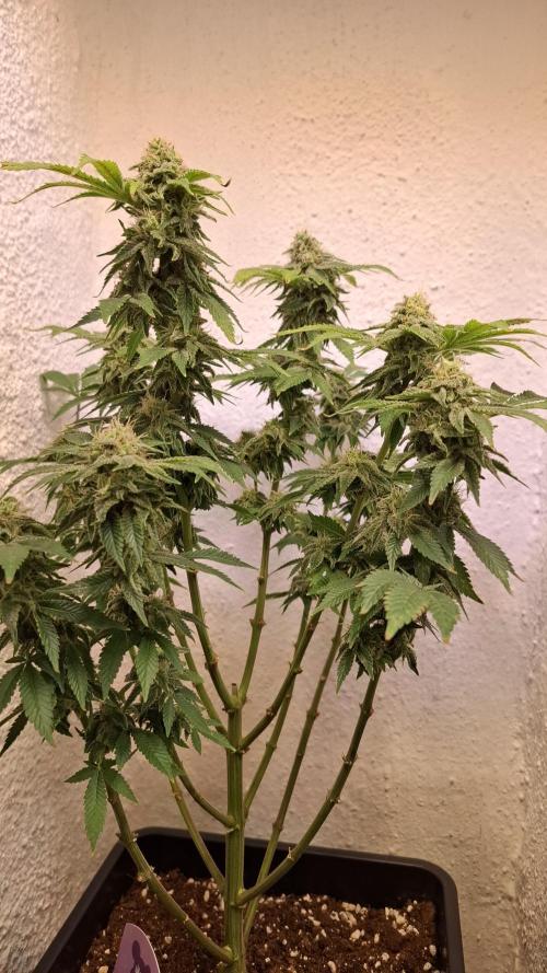 Honey Fried Bananas. Week 12