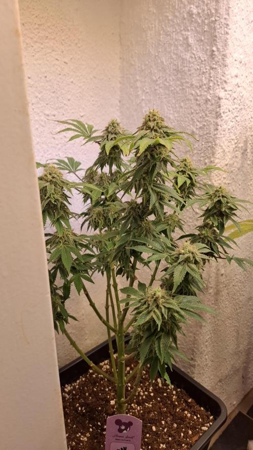 Honey Fried Bananas. Week 12