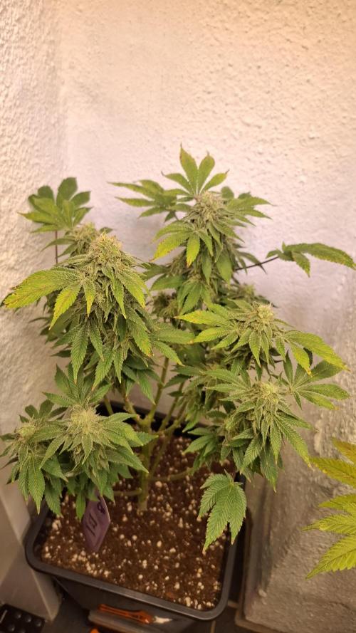 Honey Fried Bananas. Week 12