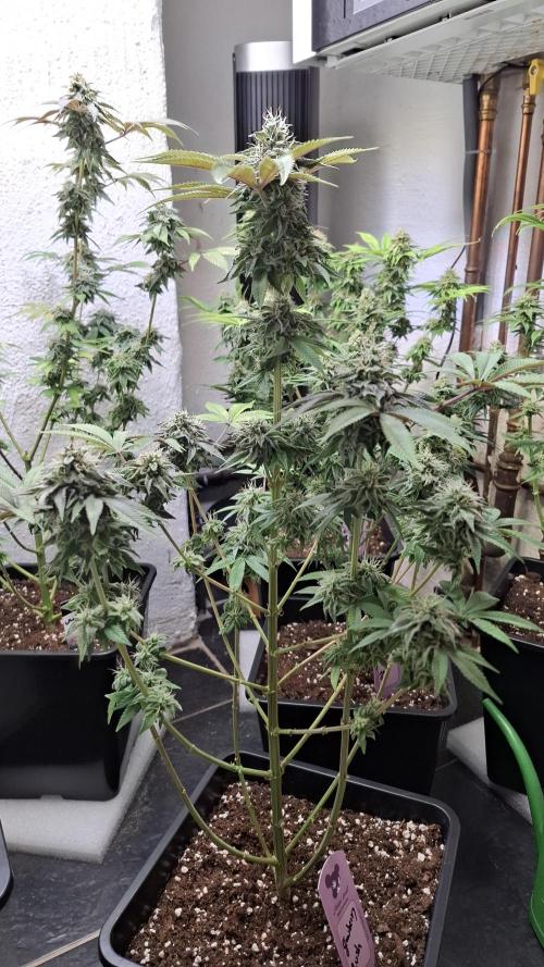 Glowberry Rush. Week 13