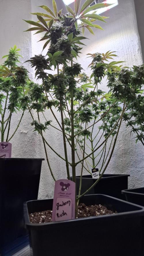 Glowberry Rush. Week 13