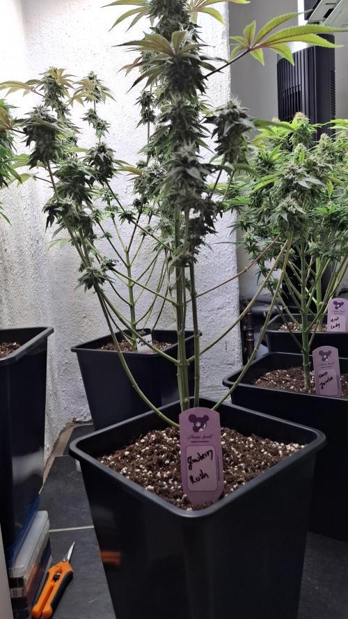 Glowberry Rush. Week 13