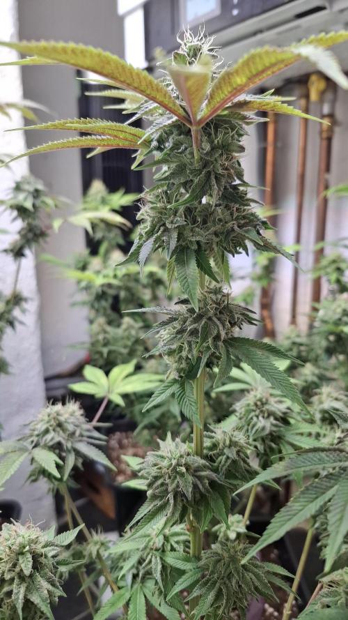 Glowberry Rush. Week 13