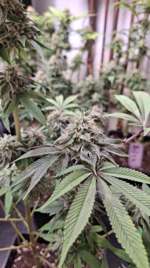 Glowberry Rush. Week 13