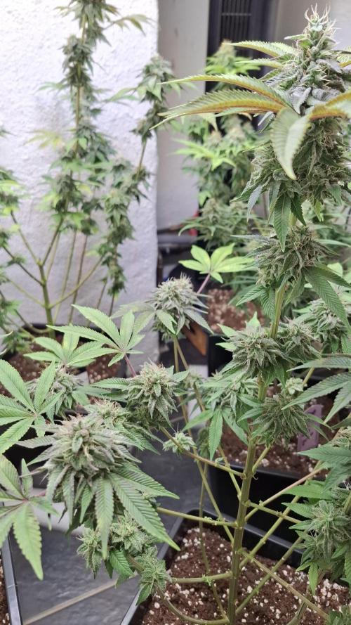 Glowberry Rush. Week 13