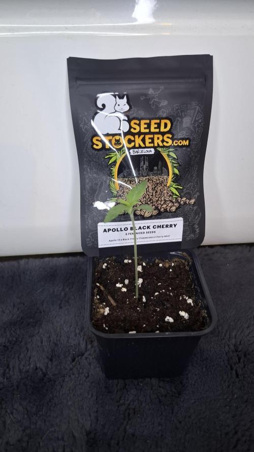 Apollo Black Cherry. Week 1