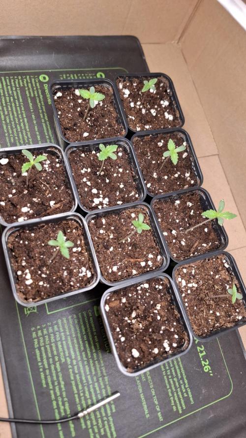 Apollo Black Cherry. Week 1