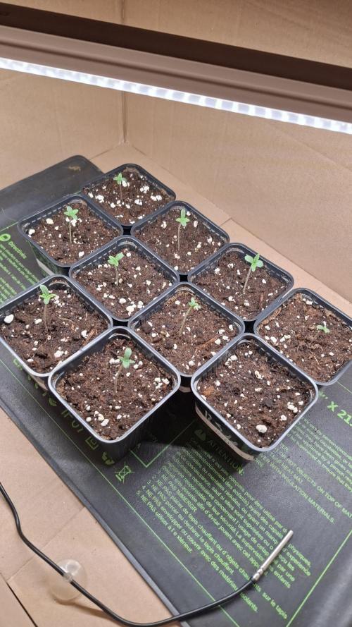 Apollo Black Cherry. Week 1