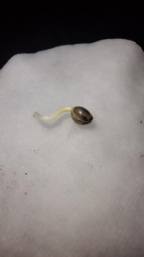 Granddaddy Purple. Week 0